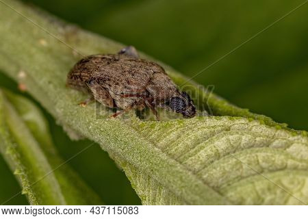 Adult Brown Leaf Beetle