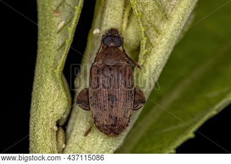 Adult Brown Leaf Beetle