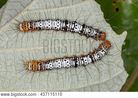 White And Orange Cutworm Moth Caterpillar Of The Family Noctuidae