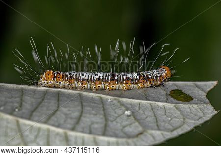 White And Orange Cutworm Moth Caterpillar Of The Family Noctuidae