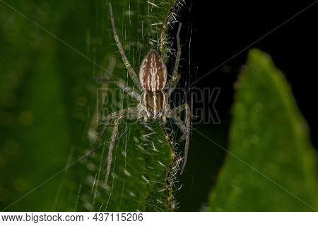 Small Nursery Web Spider Of The Family Pisauridae