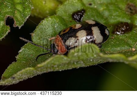 Adult Flea Beetle