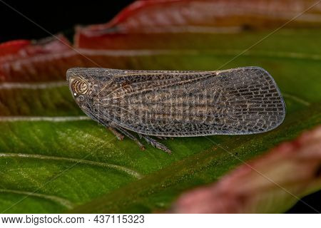 Adult Nogodinid Planthopper Insect Of The Genus Bladina