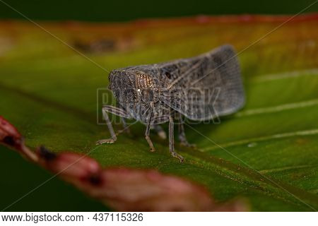 Adult Nogodinid Planthopper Insect Of The Genus Bladina
