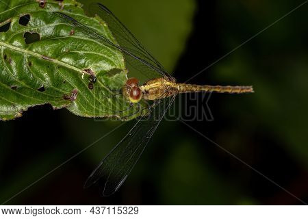 Adult Dragonlet Insect Of The Genus Erythrodiplax