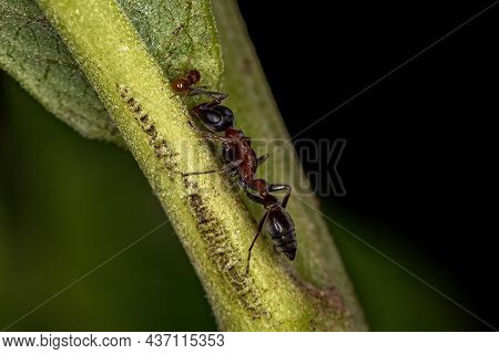 Adult Female Twig Ant