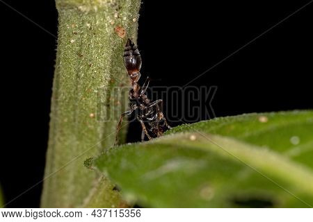 Adult Female Twig Ant