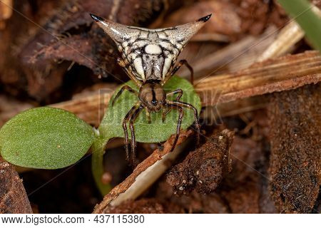 Adult Female Orbweaver Spider Of The Species Micrathena Peregrinatorum