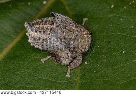 Typical Leafhopper Nymph Of The Subfamily Iassinae