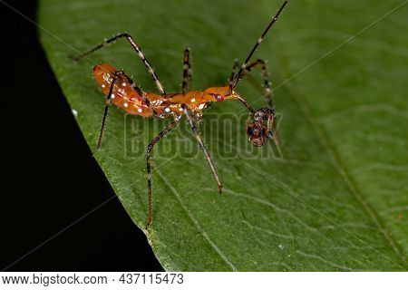 Assassin Bug Nymph Of The Tribe Harpactorini Preying On A Adult Twig Ant Of The Genus Pseudomyrmex