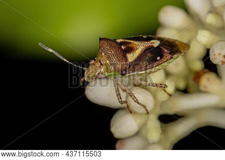 Adult Stink Bug Of The Species Mormidea Ypsilon