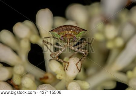 Adult Stink Bug Of The Species Mormidea Ypsilon