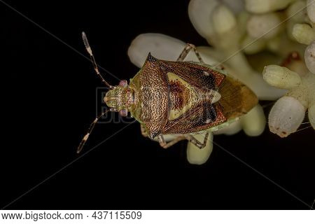 Adult Stink Bug Of The Species Mormidea Ypsilon