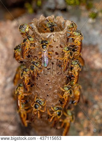 Adult Jatai Bees