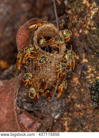 Adult Jatai Bees