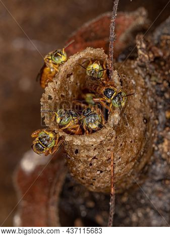 Adult Jatai Bees