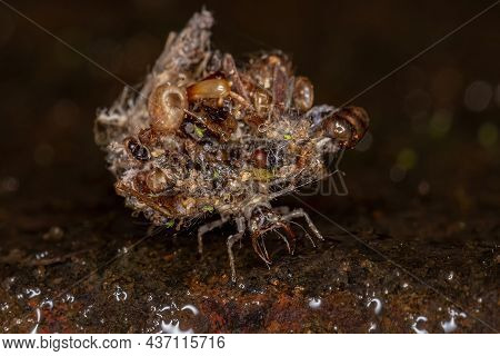 Green Lacewing Larva Of The Family Chrysopidae