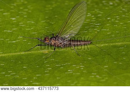 Adult Female Prong-gilled Mayfly Of The Family Leptophlebiidae