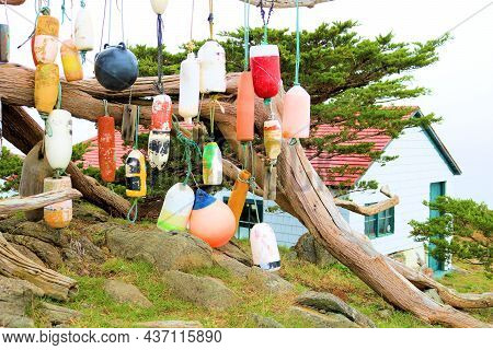 October 4, 2021 In Crescent City, Ca:  Fishing Gear And Buoys Hanging On A Cypress Tree Branch Besid