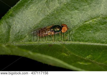 Adult Male Soldier Fly Of The Subfamily Sarginae