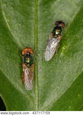 Adult Soldier Flys Of The Subfamily Sarginae