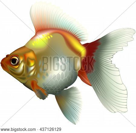 Goldfish (carassius Auratus) - Colored Illustration Isolated On White Background, Vector