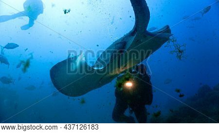 Underwater Photo Of Diving With Atlantic Roughtail Stingrays. From A Scuba Dive At The Canary Island