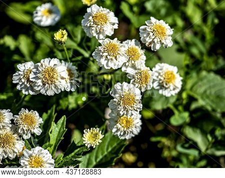 Bright Small White Flowers Resemble Daisies, Macro