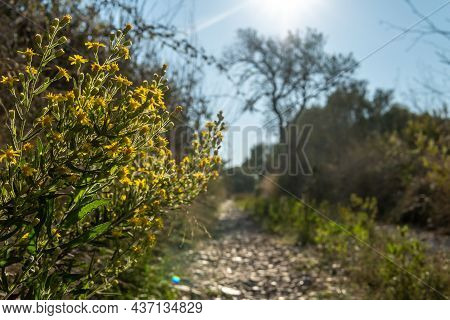 Close-up Of The Yellow-flowered Mallorcan Wild Plant Genista, Genista Lucida, At Sunset. In The Back