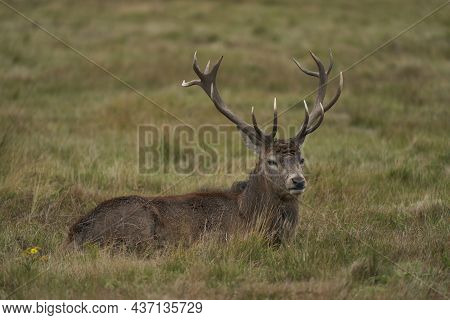 Red Deer Stag (cervus Elaphus) On The Periphery Of A Breeding Group Waiting For The Time When It Wil