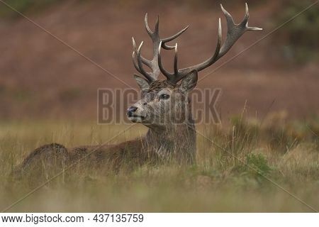 Red Deer Stag (cervus Elaphus) On The Periphery Of A Breeding Group Waiting For The Time When It Wil