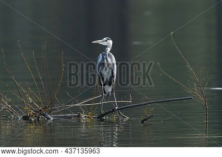 Heron On The Olesna Reservoir Czech Republic