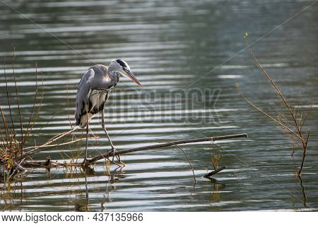 Heron On The Olesna Reservoir Czech Republic