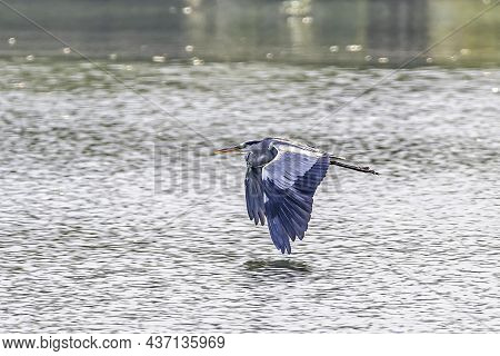 Heron On The Olesna Reservoir Czech Republic