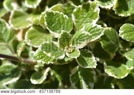 Swedish Ivy Marginatus Leaves - Latin Name - Plectranthus Forsteri Marginatus