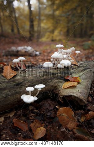 Small Porcelain Fungus On A Rotting Log On The Forest Floor In Autumn, Oudemansiella Mucida