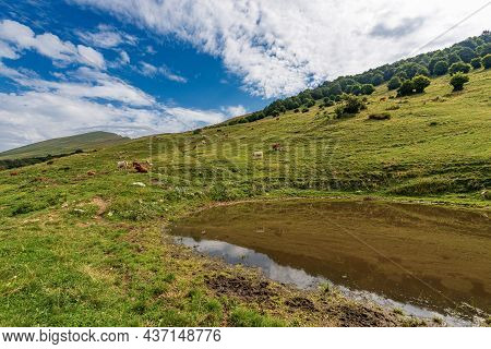 Herd Of Cows On Mountain Pasture. Monte Baldo (baldo Mountain), Green Meadows And A Small Lake Or Po