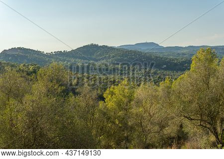 Mediterranean Pine Forest With The Randa Mountain At Sunset. Island Of Mallorca, Spain