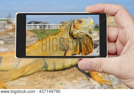 The Common Green Iguana (iguana Iguana), The American Iguana, Is A Large, Arboreal, Herbivorous Spec