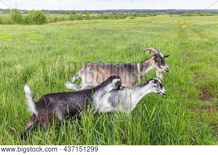 Cute Free Range Goatling On Organic Natural Eco Animal Farm Freely Grazing In Meadow Background. Dom
