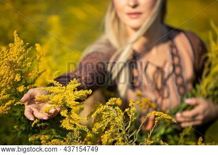 A Young Herbalist Reviews The Individual Inflorescences Of The Goldenrod Herb.