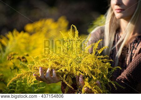 A Young Girl Holds Goldenrod Herb Inflorescences In Her Hands.