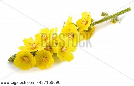 Mullein Flowers Isolated On A White Background