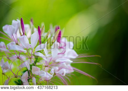 Cleoma Flower In A Botanical Garden In Batumi