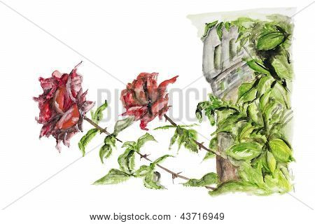 Zwei rote Rosen