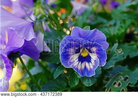Beautiful Purple Blue Pansy, A Garden Flower That Is A Hybrid From Several Species In The Section Me