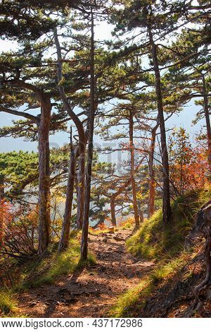 Stunning And Idyllic Hiking Trail In A Pine Tree Forest. Colorful Autumn Landscape Scenery. Beautifu