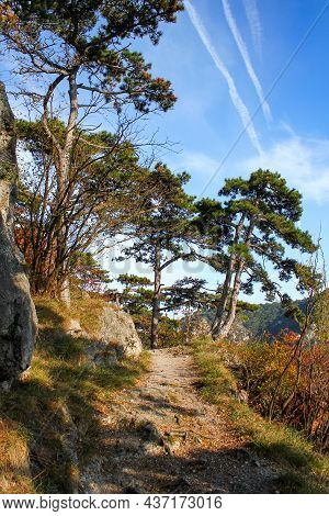 Beautiful And Idyllic Hiking Trail In A Pine Tree Forest. Colorful Autumn Landscape Scenery. Beautif