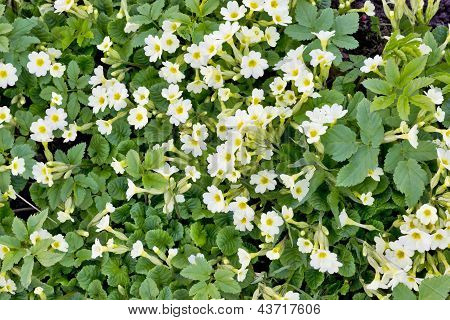 Spring Background
