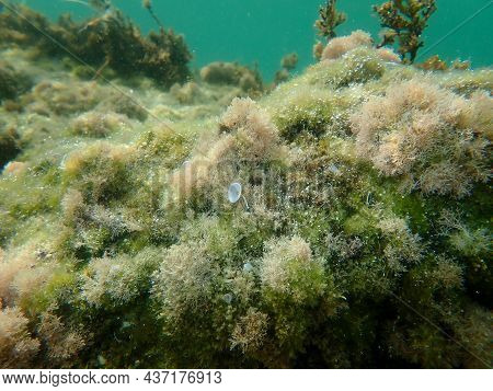 Marine Algae Slender-beaded Coral Weed (jania Rubens) Undersea, Aegean Sea, Greece, Halkidiki